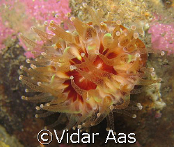 Devonshire cup coral by Vidar Aas 